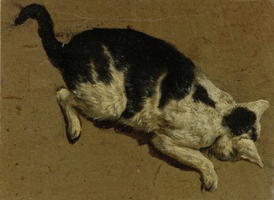 Chat vu d