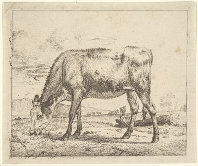 Veau broutant, des Différents Animaux, 1658 - Adriaen van de Velde
