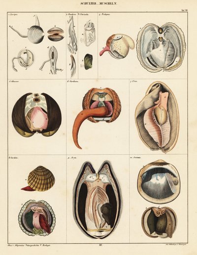 Anatomie des mollusques bivalves (lithographie) - Adrian Schleich