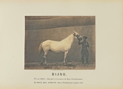 Bijou - Adrien Alban Tournachon