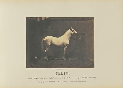 Selim - Adrien Alban Tournachon