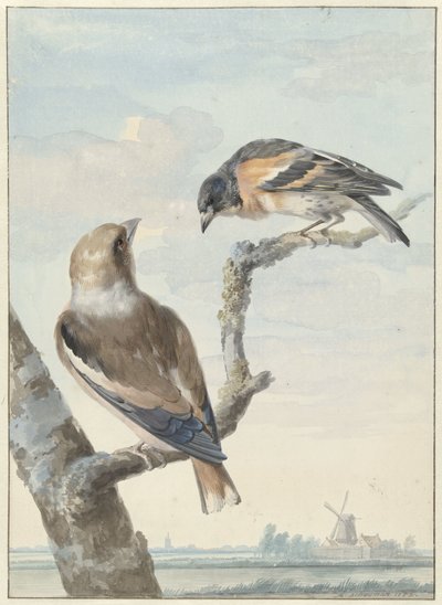 Deux oiseaux : un gros-bec casse-noyaux et un pinson du Nord - Aert Schouman