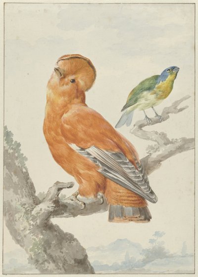 Deux oiseaux exotiques - Aert Schouman