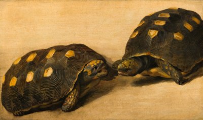Étude de deux tortues brésiliennes - Albert Eckhout
