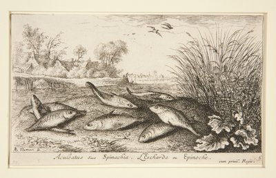 Aculeatus siue Spinachia. L - Albert Flamen