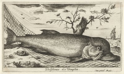 Dauphin dans un filet de pêche - Albert Flamen