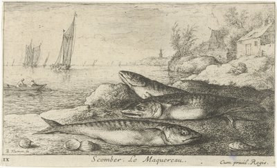 Trois maquereaux sur la plage (Scomber. Le Maquereau.) (Vissen en andere zeedieren - zoutwater eerste reeks, Diverses Especes de Poissons de mer) - Albert Flamen