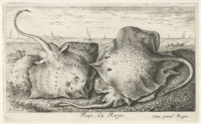 Trois raies sur la plage (Raja. La Raye.) (Vissen en andere zeedieren - zoutwater tweede reeks, Poissons de mer) - Albert Flamen