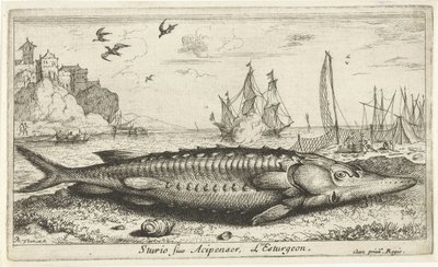 Esturgeon sur la plage - Albert Flamen