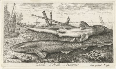 Deux roussettes sur la plage - Albert Flamen