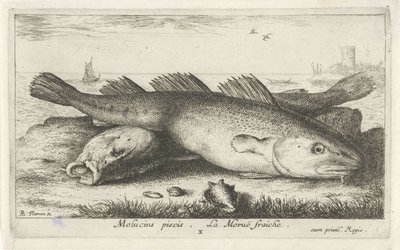 Deux morues sur la plage (Poissons de mer) - Albert Flamen