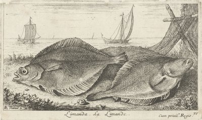 Deux limandes sur la plage. Poissons de mer - Albert Flamen