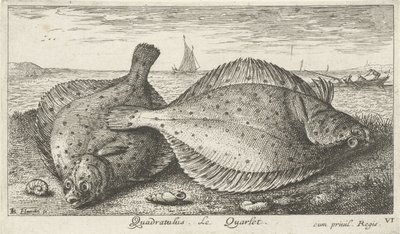Deux plies sur la plage (Quadratulus. Le Quarlet.) (Vissen en andere zeedieren - zoutwater derde reeks, Poissons de mer) - Albert Flamen