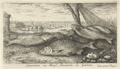 Quatre gardons près d