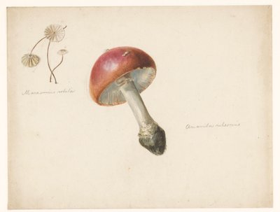 Feuille d