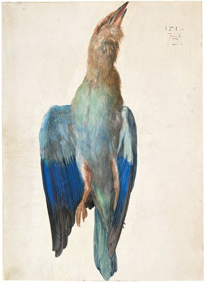Allemand autrichien : Tote Blauracke Dead Bluebird - Albrecht Dürer