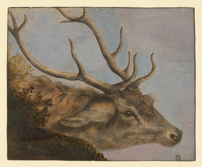 Tête de cerf - Albrecht Dürer