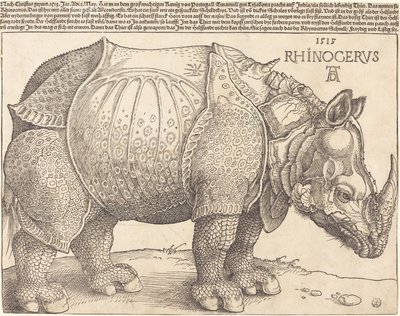 Latin :  Rhinocerus Le Rhinocéros - Albrecht Dürer