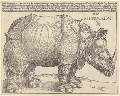 Rhinocéros - Albrecht Dürer