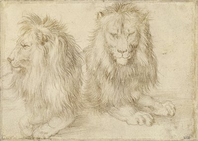 Deux lions assis - Albrecht Dürer