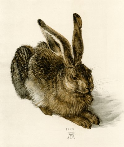 Jeune Lièvre - Albrecht Dürer