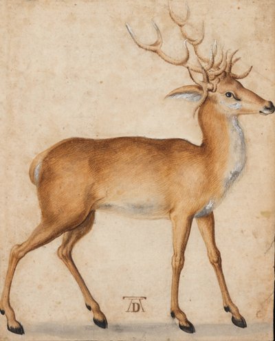 Un cerf - Albrecht Dürer
