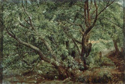 Arbres près d