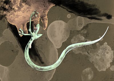 Monstres et créatures fantastiques, cryptozoologie : représentation d