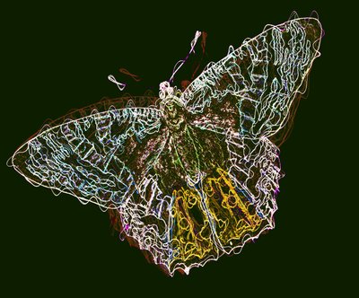 Papillon 6, 2020 - Alex Caminker