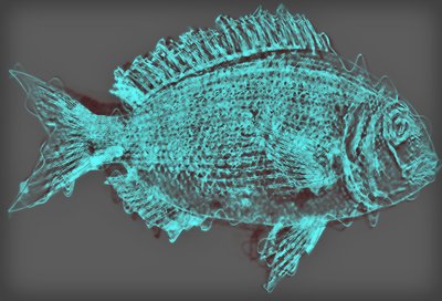 Poisson II, 2020 - Alex Caminker
