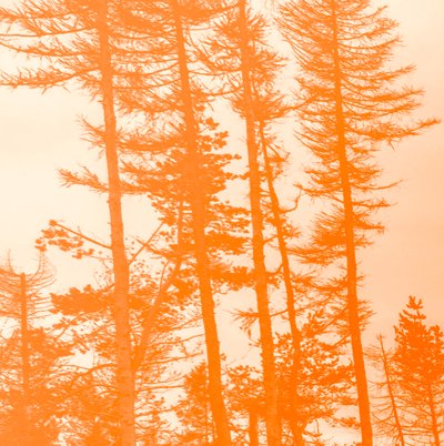 Si les arbres étaient orange, 2019 - Alex Caminker