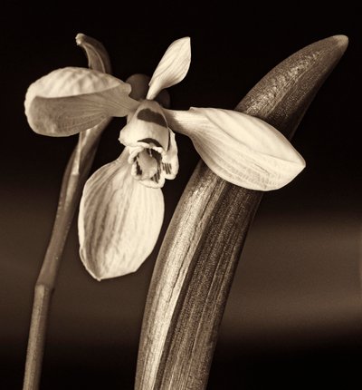 Composition de la nature - Alex Caminker