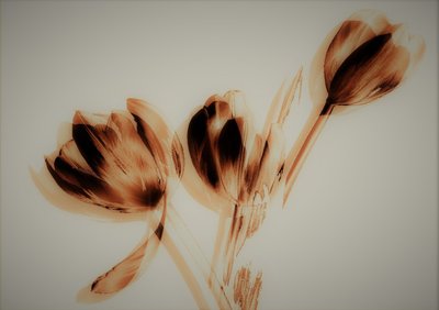 Tulipes - Alex Caminker