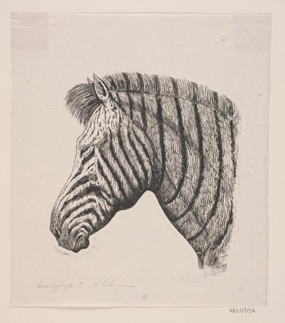 Tête de zèbre - Alexander Blom