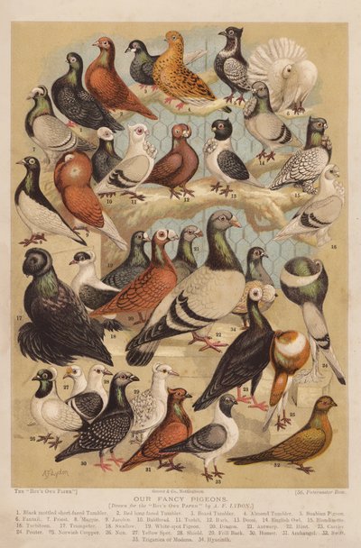 Pigeons - Alexander Francis (after) Lydon