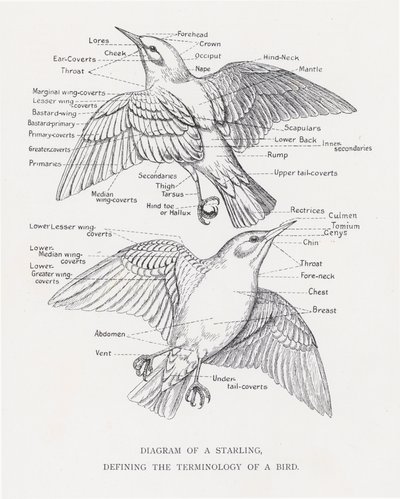 Diagramme d