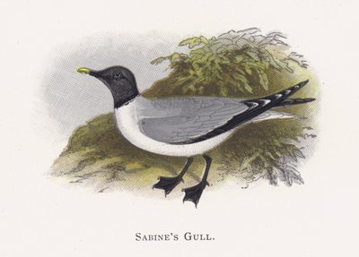 La Mouette de Sabine - Alexander Francis Lydon