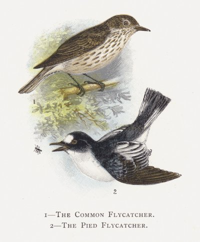 Le Gobemouche gris, Le Gobemouche noir - Alexander Francis Lydon