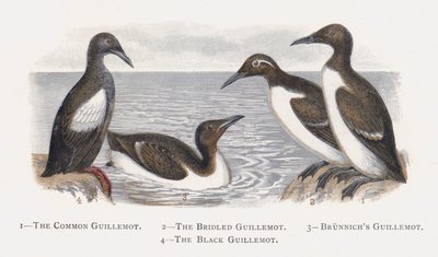 Le Guillemot de Troïl, Le Guillemot à miroir, Le Guillemot de Brünnich, Le Guillemot à cou noir - Alexander Francis Lydon