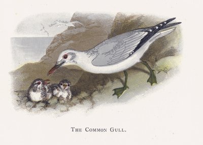 La Mouette Commune - Alexander Francis Lydon