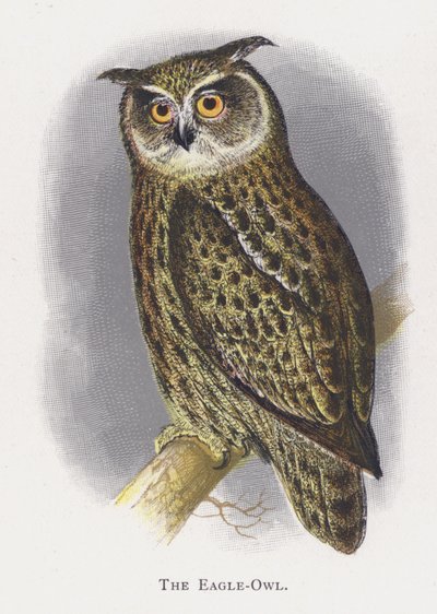 Le Grand-duc - Alexander Francis Lydon