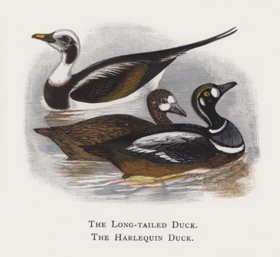 Le Canard à longue queue, Le Canard arlequin - Alexander Francis Lydon