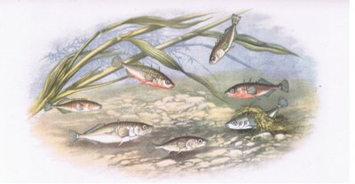 Épinoches, Nature en Grande-Bretagne publiée par Collins, 1946 - Alexander Francis after Lydon