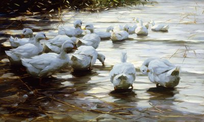 Canards dans l