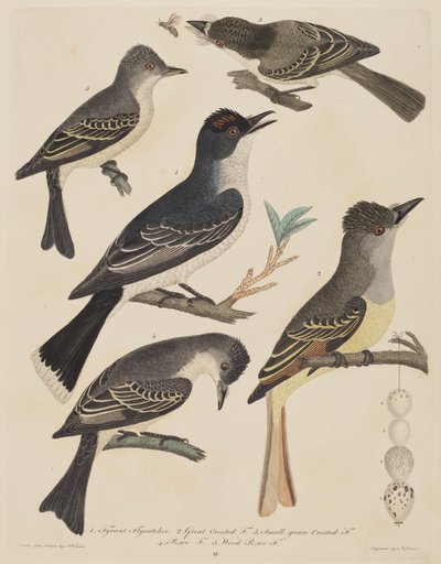 Cinq oiseaux avec leurs œufs et un insecte - Alexander Lawson after Alexander Wilson