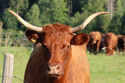Modèle animal - Alexandra Joseph