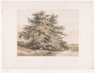Paysage avec cèdres - Alexandre Calame