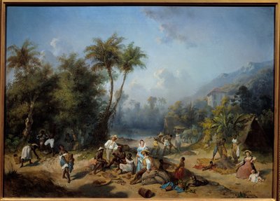 Une plantation de cacao aux Antilles - Alexandre Solde