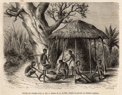 La récolte des fourmis, un toit de paille est érigé au-dessus de la fourmilière, les ailées s