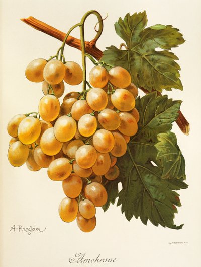 Raisin Amokrane - Alexis Kreyder